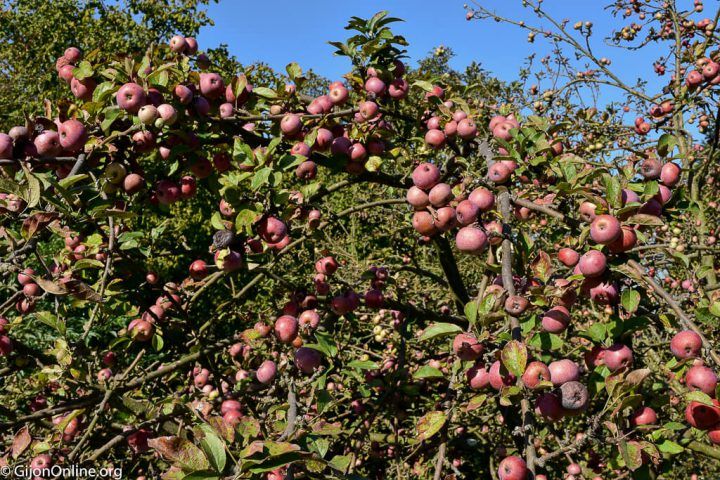 Discovering the natural cider route!